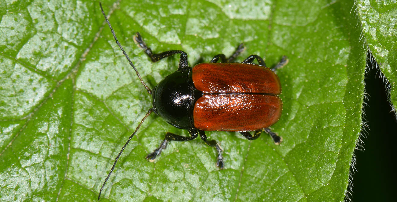 Chrysomelidae, Cryptocephalus coryli? S.